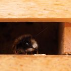 Die ersten zwei Männchen der Mauerbienen sind geschlüpft...