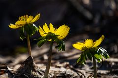 Die erwachende Natur