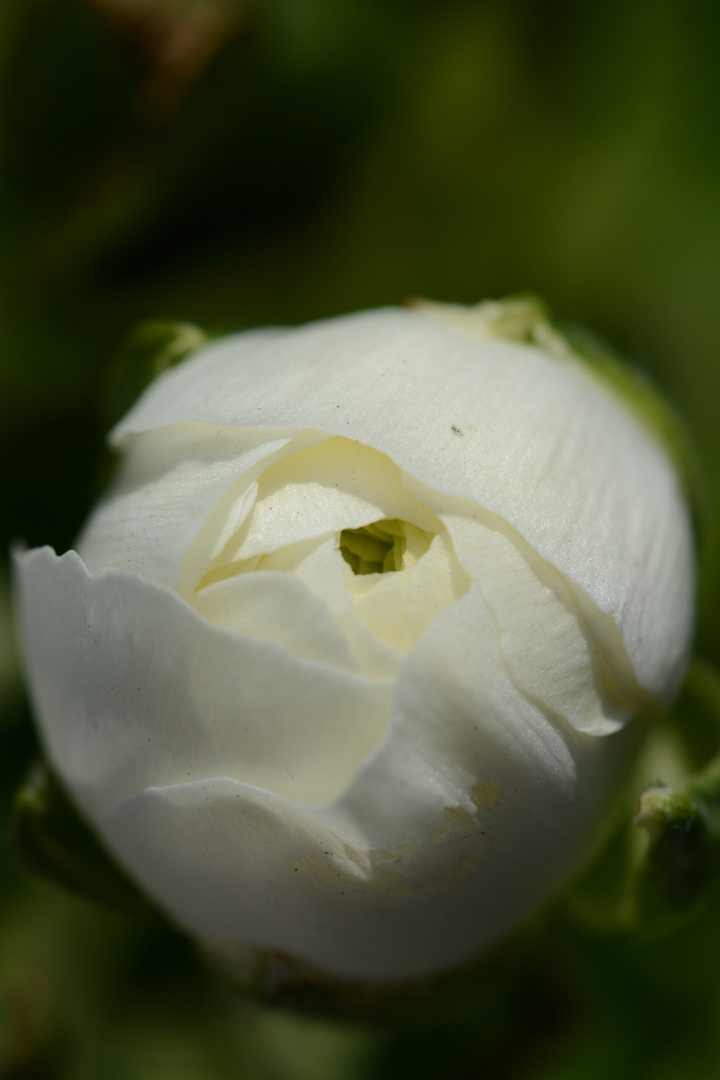 Die erwachende Rose