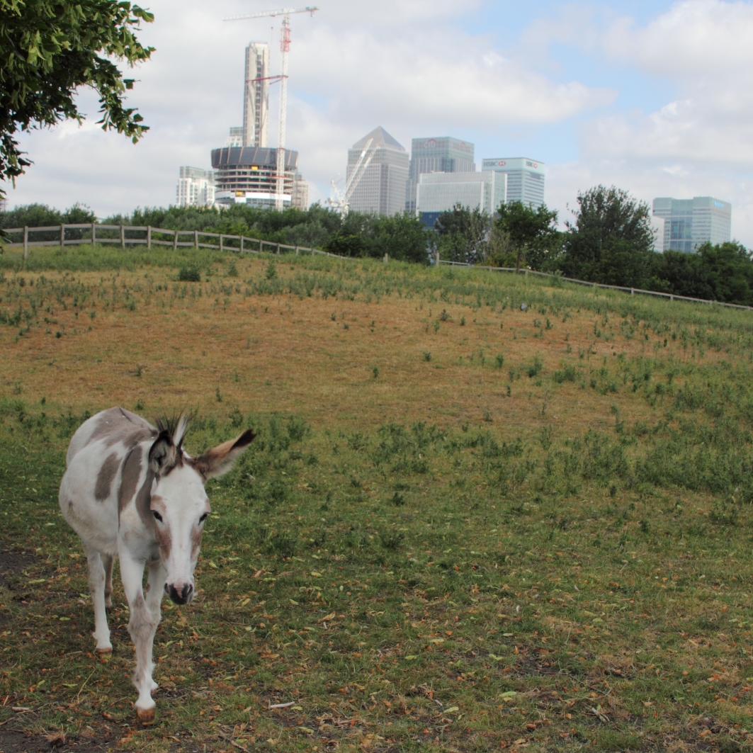 Die Esel und Canary Wharf in London