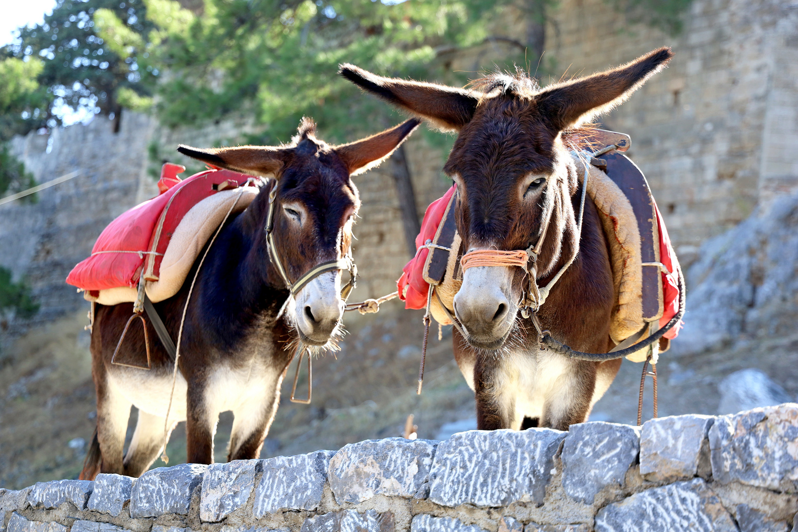 Die Esel von Lindos