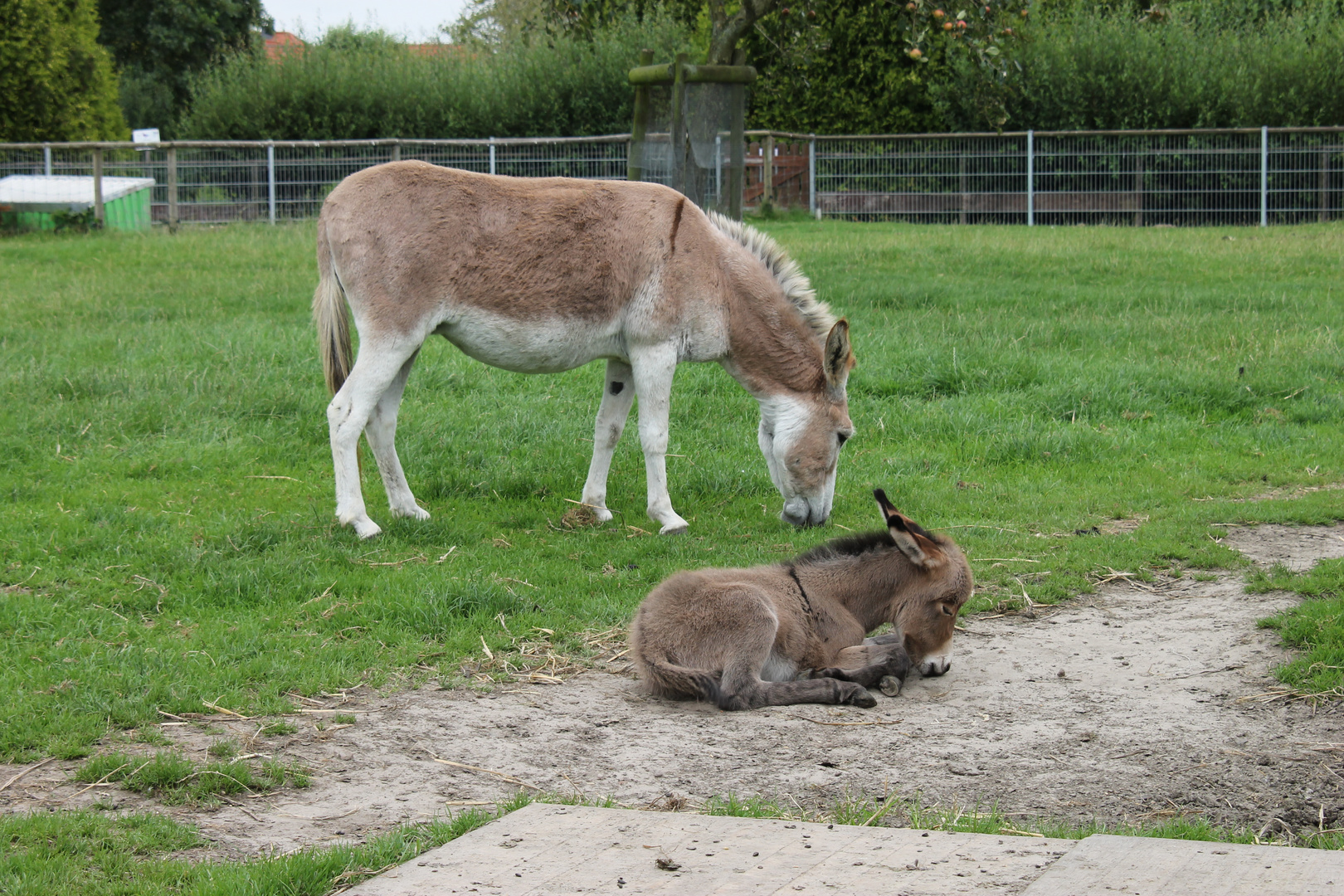 Die Eselmama und das Eselbaby ;-)