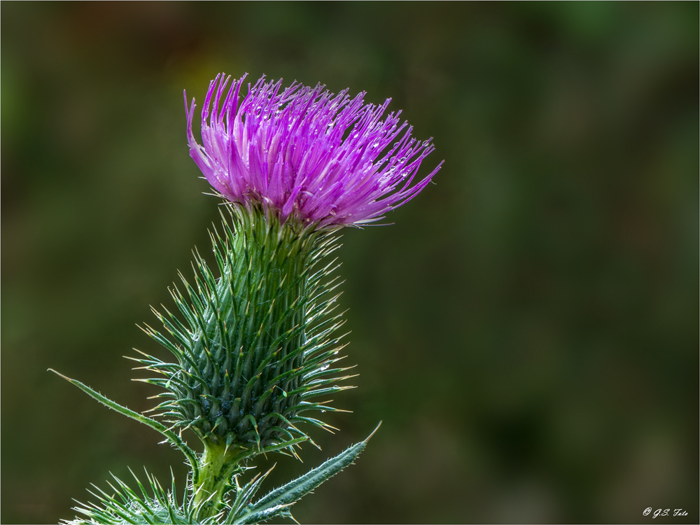 Die Eselsdistel....