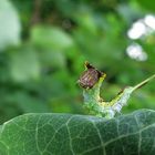 Die Espengabelschwanz Raupe auch Kleiner