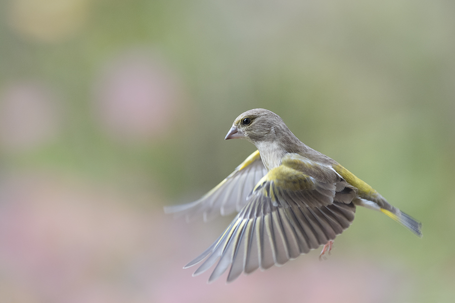 Die Essenz des Fliegens