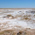 Die Etosha-Phanne ist bis auf einige widerstandsfähige, Salz liebende Gräser vegetationslos.