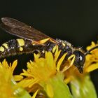 Die etwa 10 mm lange Grabwespe CERCERIS RYBENSIS im Schlaf