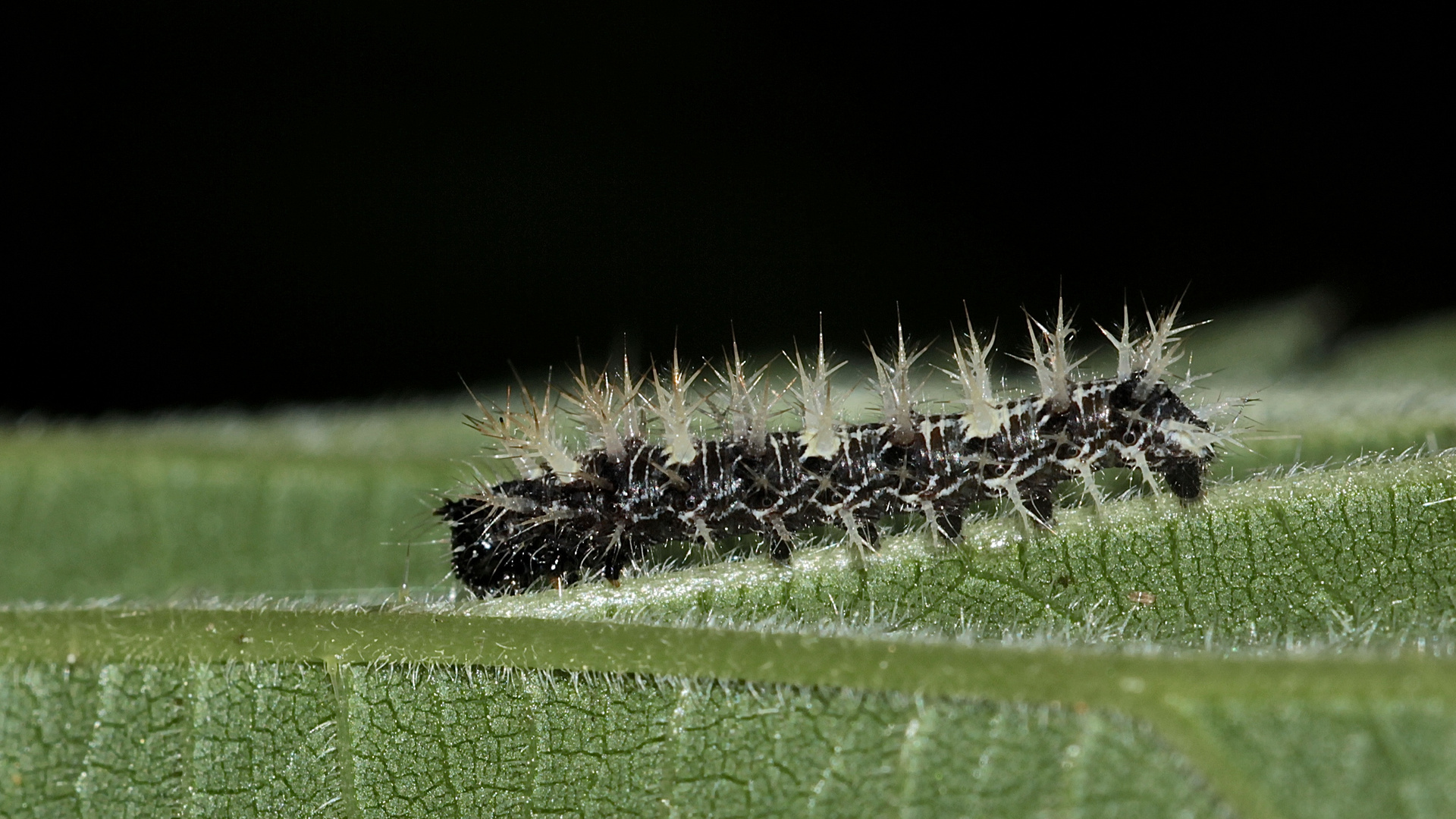 Die etwa 1,5 cm lange Jungraupe des C-Falters - ...