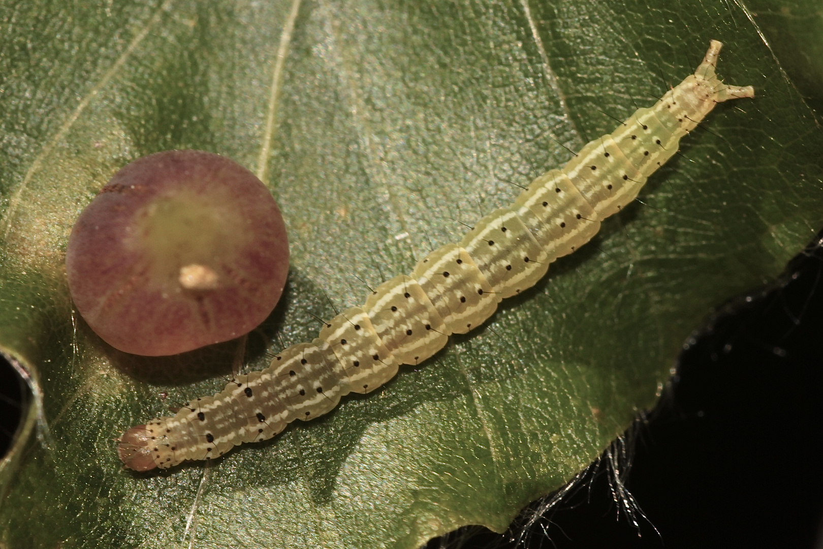 Die etwa 1,5 cm lange Raupe des Kleinschmetterlings YPSOLOPHA PARENTHESELLA