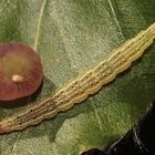 Die etwa 1,5 cm lange Raupe des Kleinschmetterlings YPSOLOPHA PARENTHESELLA