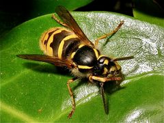 Die etwa 2 cm lange Königin der gemeinen Wespe (Paravespula vulgaris), . . .