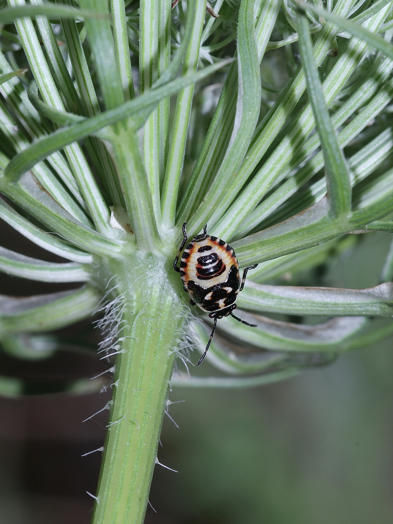 Die etwa 5 mm lange Larve der Kohlwanze (Eurydema oleracea)