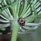 Die etwa 5 mm lange Larve der Kohlwanze (Eurydema oleracea)