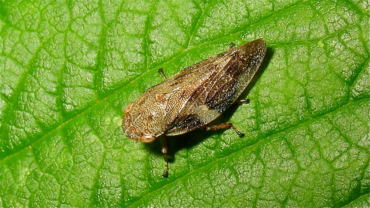 Die etwa 7 mm lange Erlenzikade (Aphrophora alni)