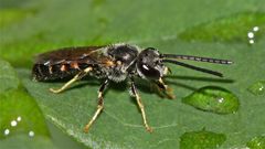 Die etwa 8 mm lange Furchenbiene Halictus, ein Männchen.