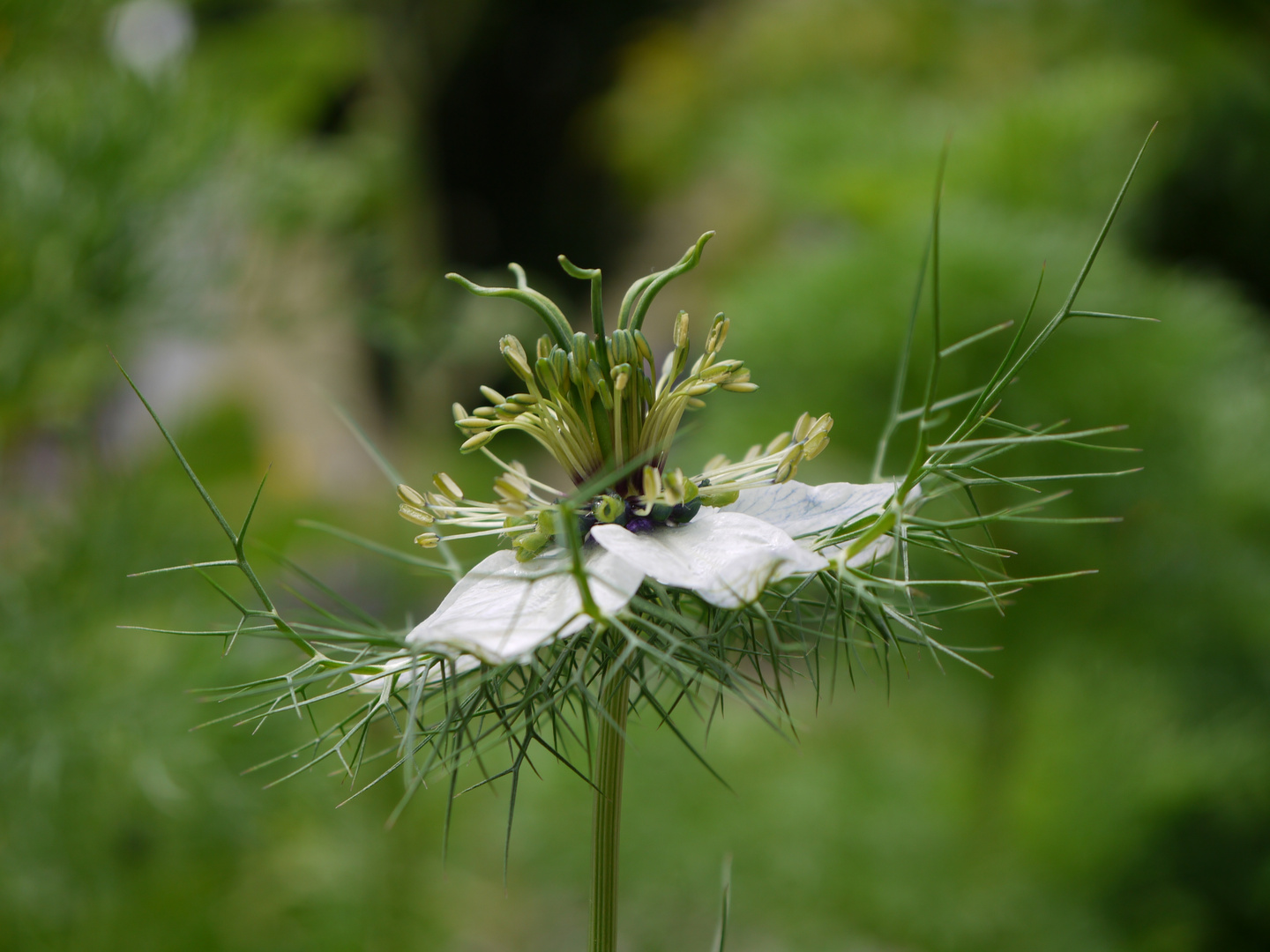 * Die etwas andere Blüte *