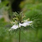 * Die etwas andere Blüte *