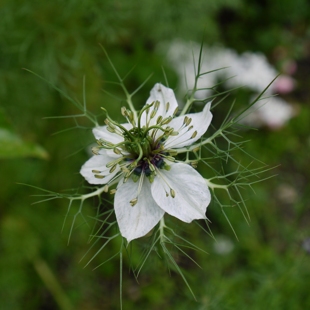 Die etwas andere Blüte