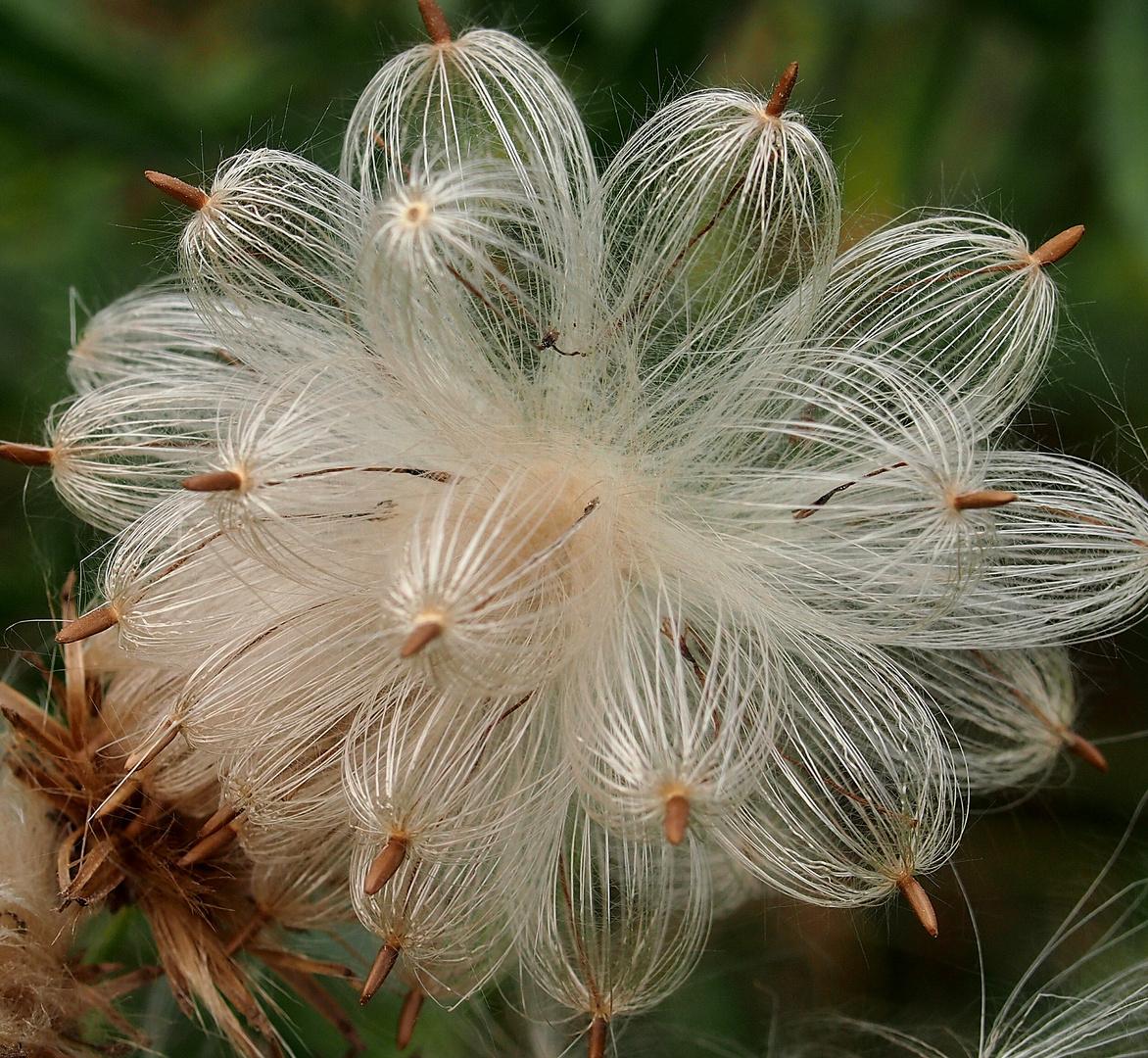 " die etwas andere Blüte"