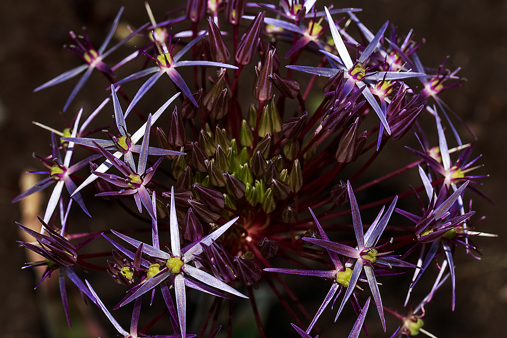 die etwas andere Blüte