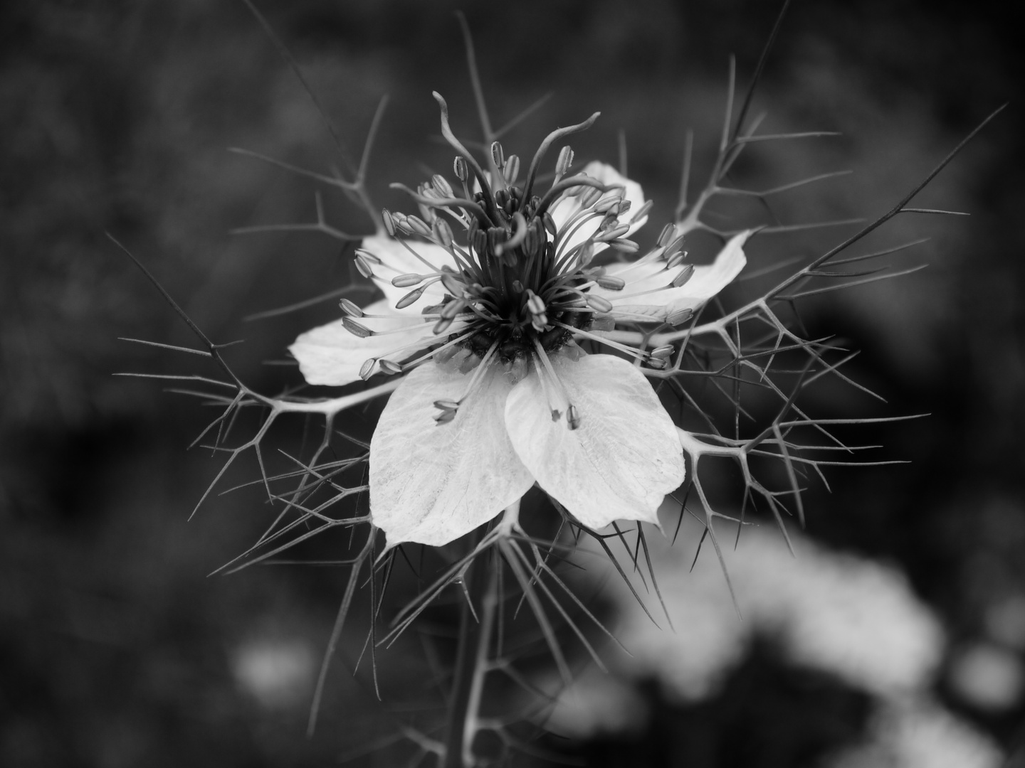 Die etwas andere Blüte (sw)