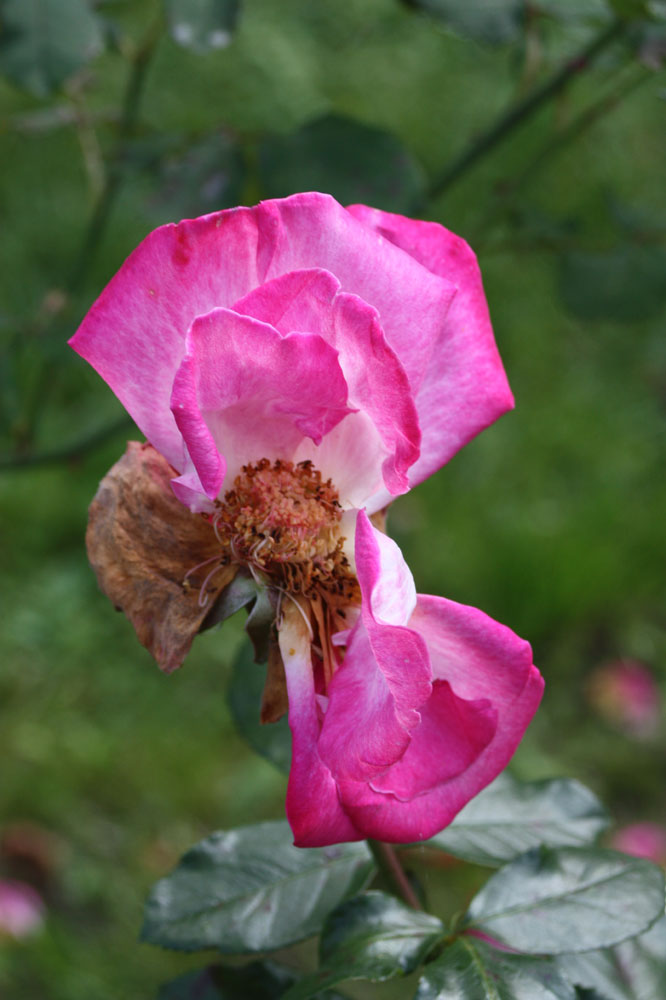 die etwas andere "Freitagsrose" schon heute