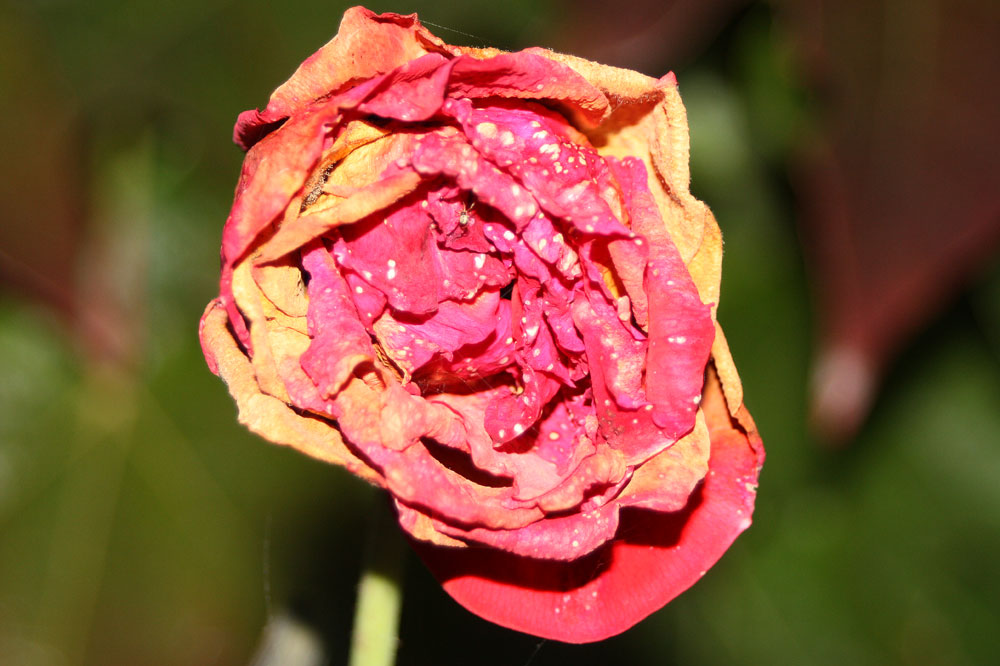 die etwas andere "Freitagsrose" vor dem "Feiertag"