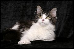 Die etwas andere Maine Coon