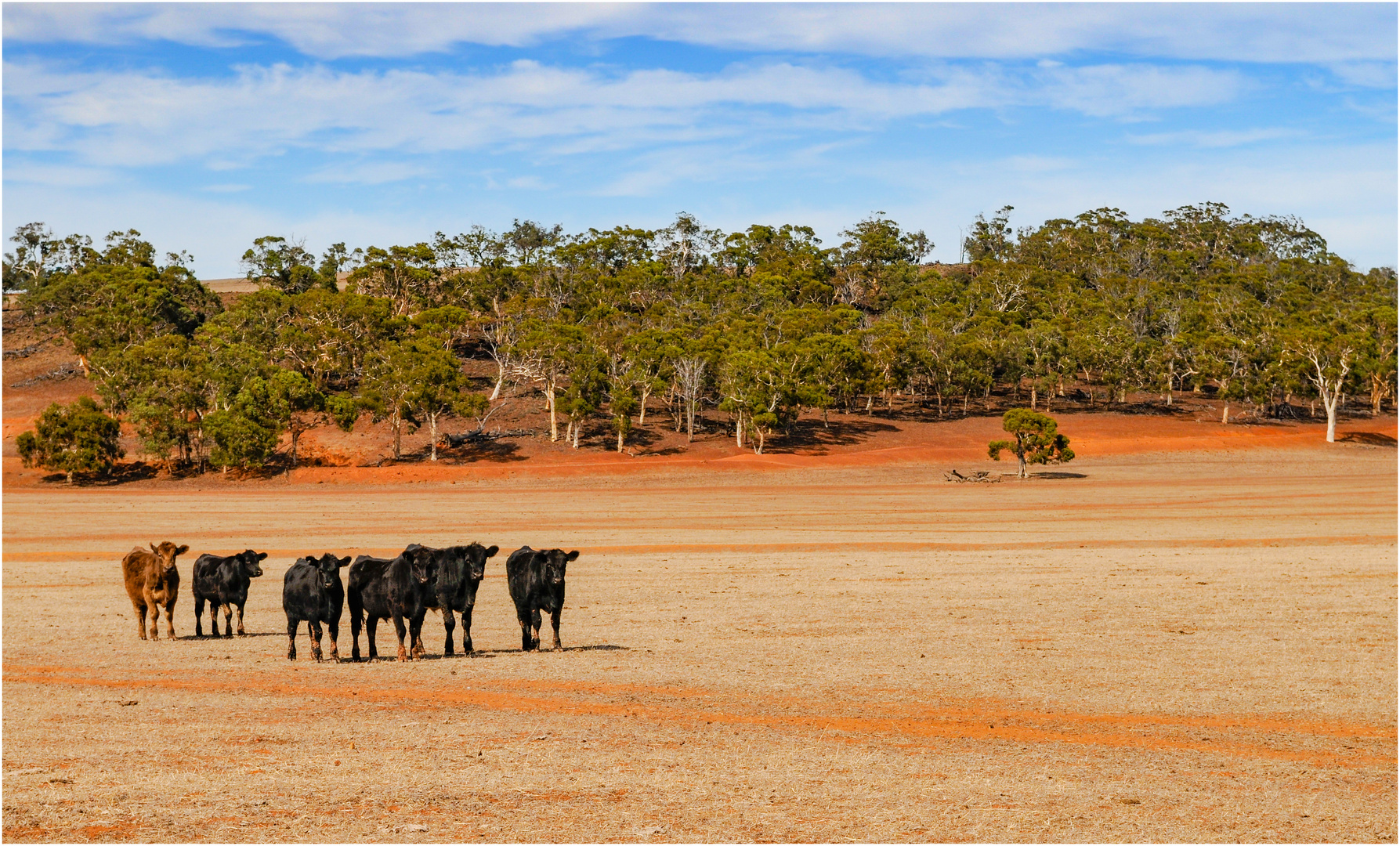 "Die etwas anderen Aussies" - West Australien, 2008