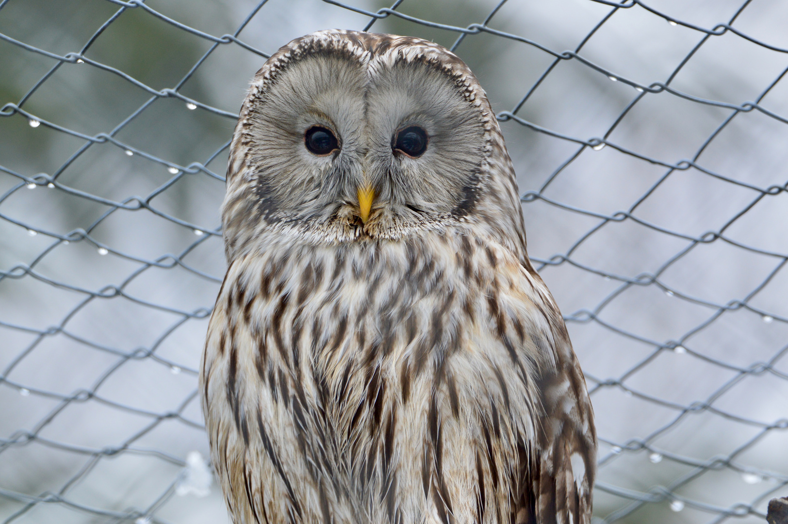 Die Eule. Foto & Bild | natur, schweiz, europa Bilder auf fotocommunity