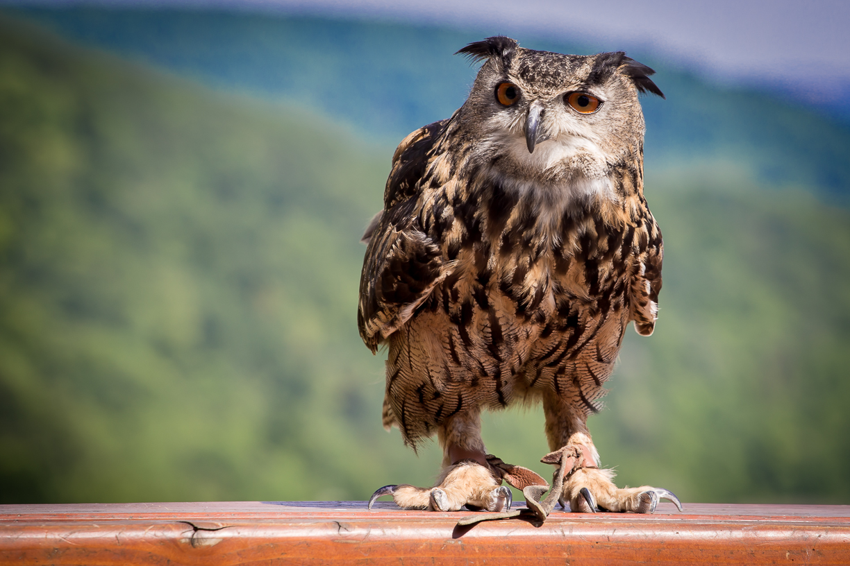 Die Eule Foto & Bild tiere, zoo, wildpark & falknerei, vögel Bilder auf
