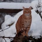 Die Eule im Katzenkostüm