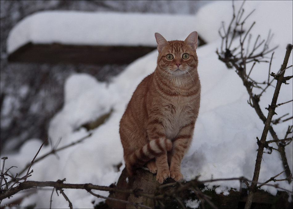 Die Eule im Katzenkostüm