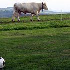 Die EURO 2008 wirft ihre Schatten voraus ...