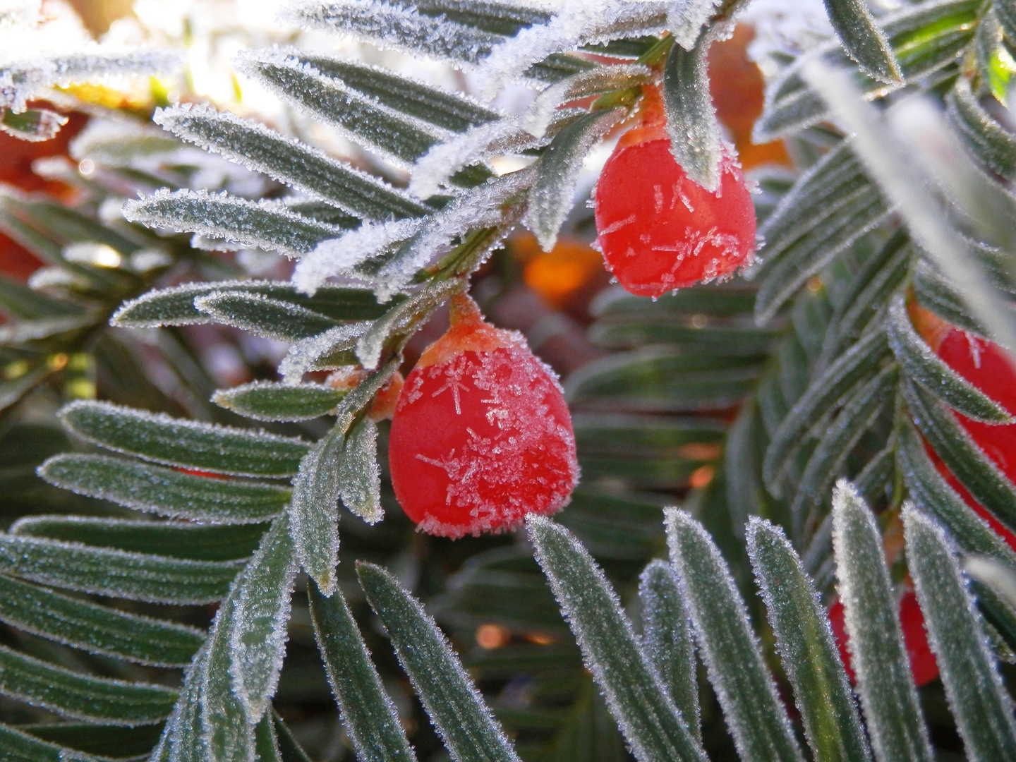 Die Europäische Eibe (Taxus baccata) - Eisige rote "Beeren"