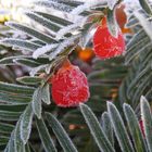 Die Europäische Eibe (Taxus baccata) - Eisige rote "Beeren"