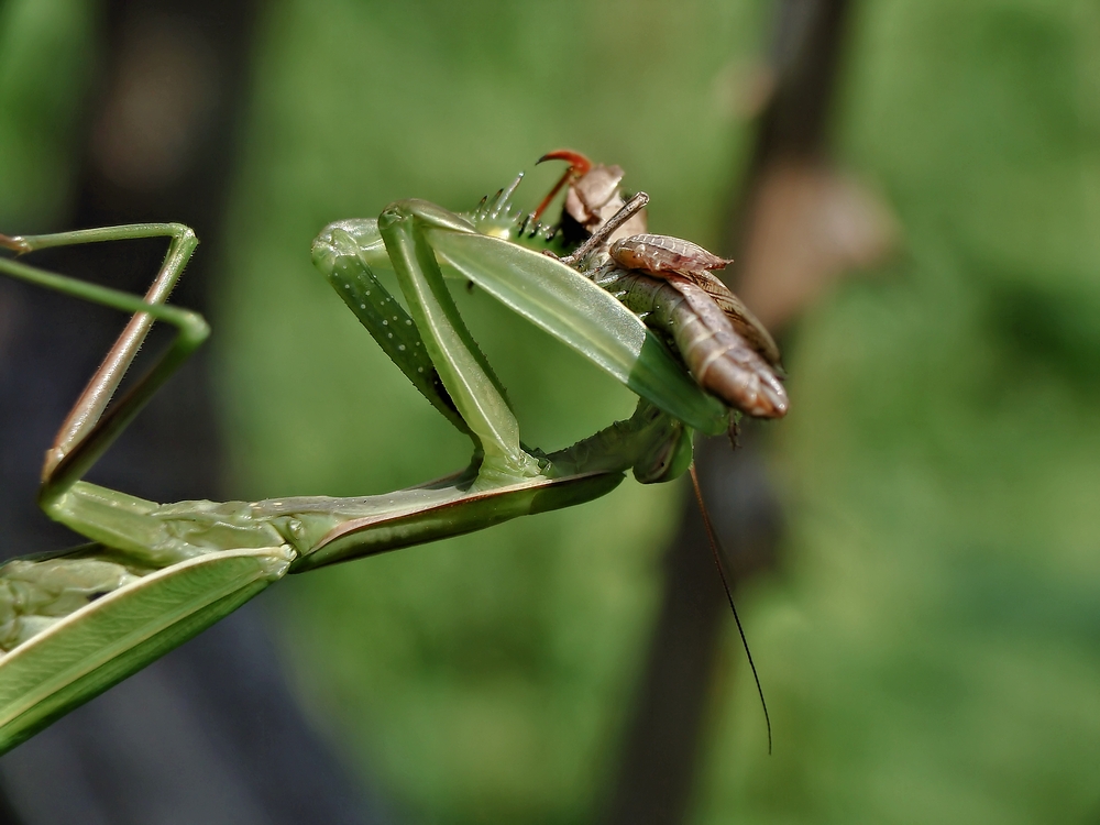 Die Europäische Gottesanbeterin (Mantis religiosa) ....