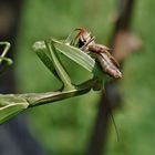 Die Europäische Gottesanbeterin (Mantis religiosa) ....