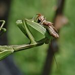 Die Europäische Gottesanbeterin (Mantis religiosa) ....