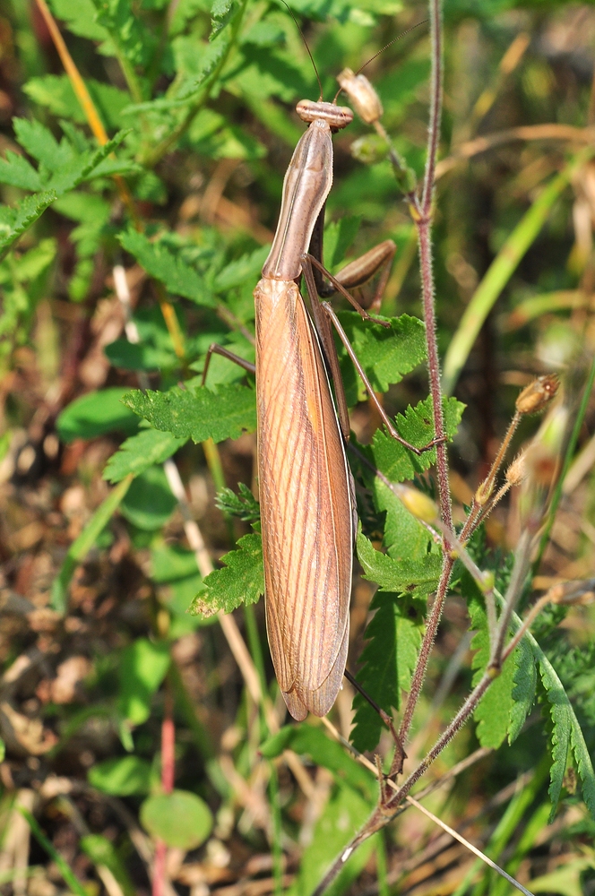 Die Europäische Gottesanbeterin (Mantis religiosa)......