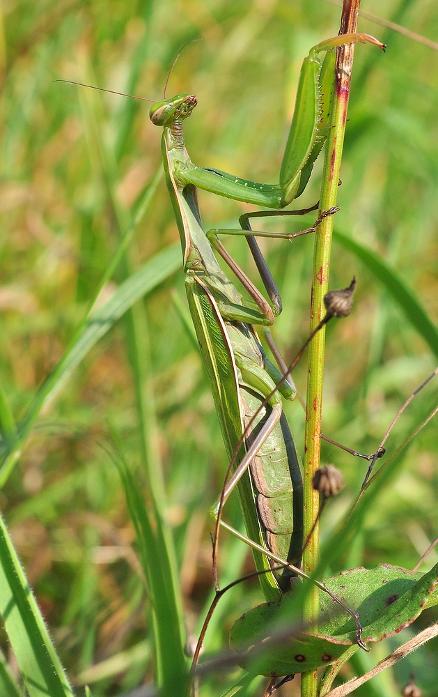 Die Europäische Gottesanbeterin (Mantis religiosa)......