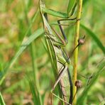 Die Europäische Gottesanbeterin (Mantis religiosa)......