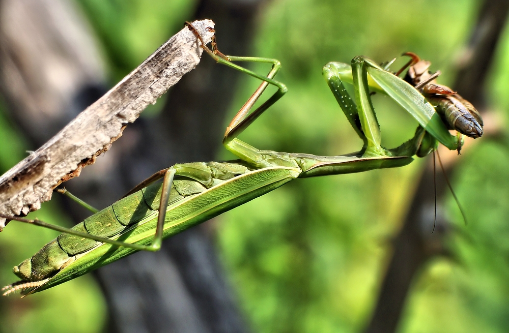 Die Europäische Gottesanbeterin (Mantis religiosa) .....