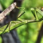 Die Europäische Gottesanbeterin (Mantis religiosa) .....