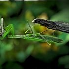 Die Europäische Gottesanbeterin (Mantis religiosa) ......