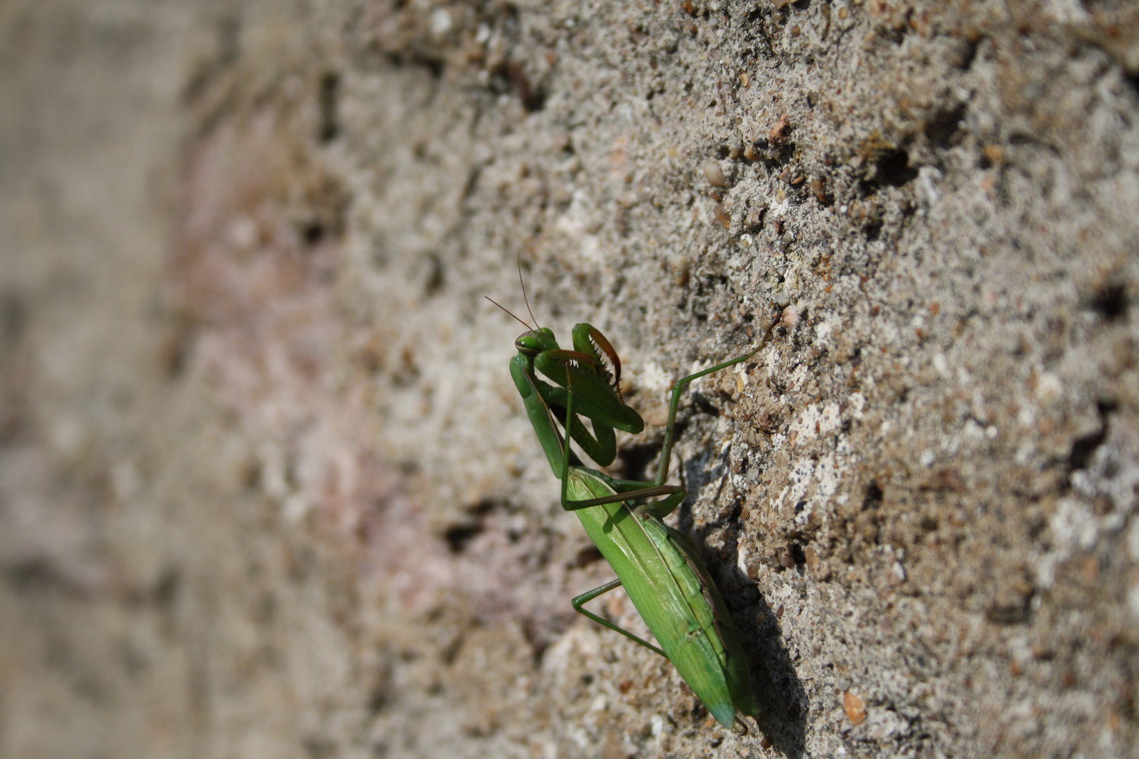 Die Europäische Gottesanbeterin (Mantis religiosa)