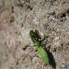 Die Europäische Gottesanbeterin (Mantis religiosa)