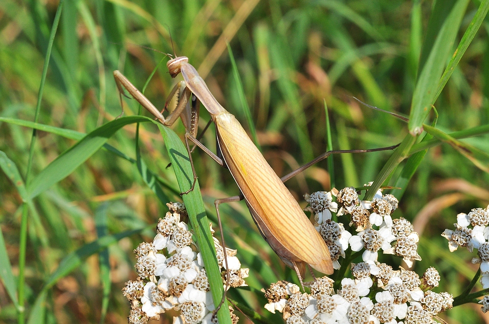 Die Europäische Gottesanbeterin (Mantis religiosa).......