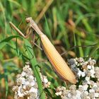 Die Europäische Gottesanbeterin (Mantis religiosa).......