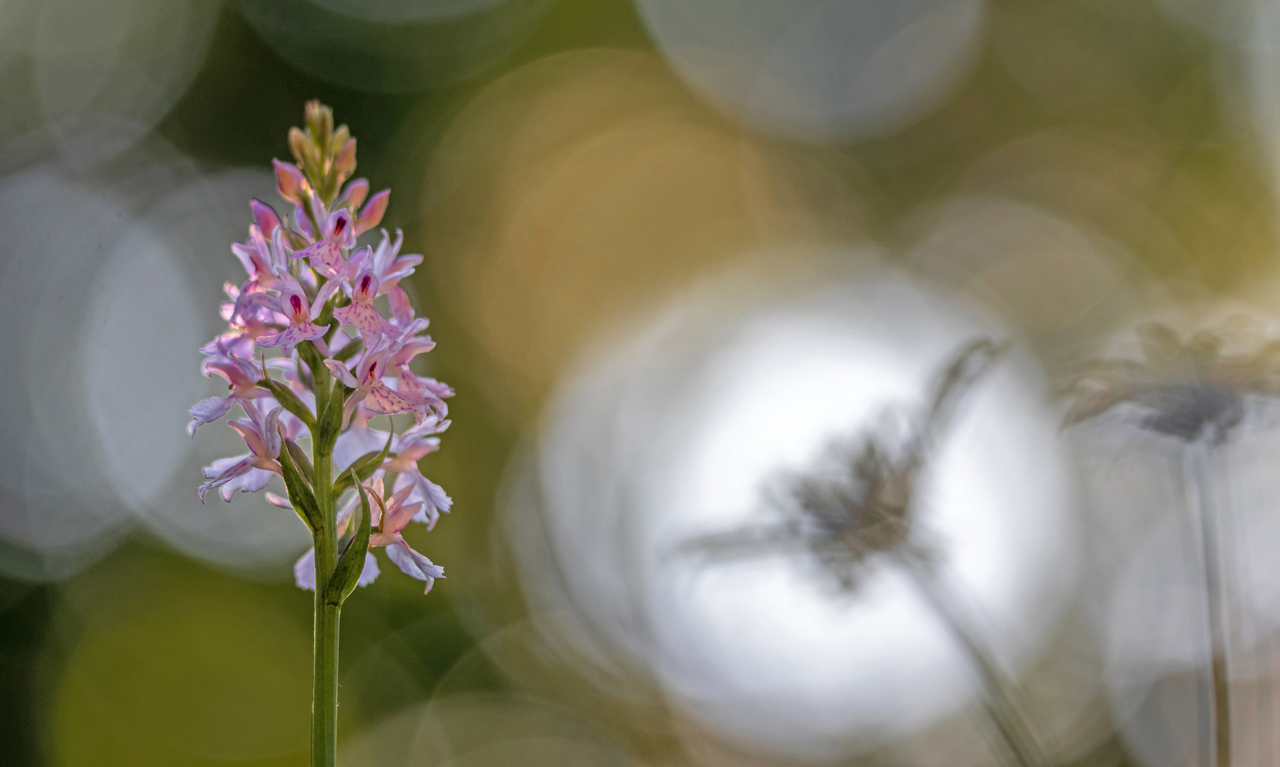 Die europäische Orchidee Fuchs’ Knabenkraut (Dactylorhiza fuchsii) im Gegenlicht